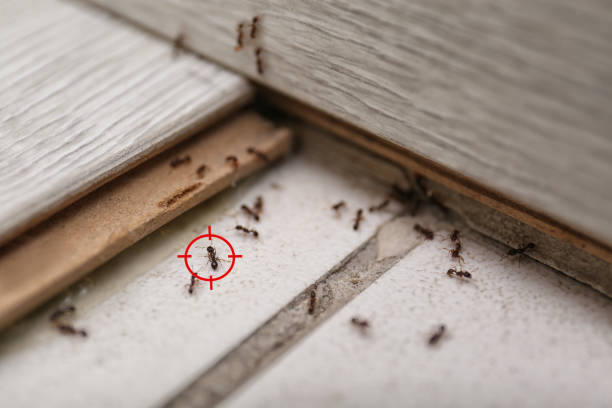 Best Insect Control  in Good Hope, AL